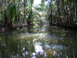 Dominica Indian River22